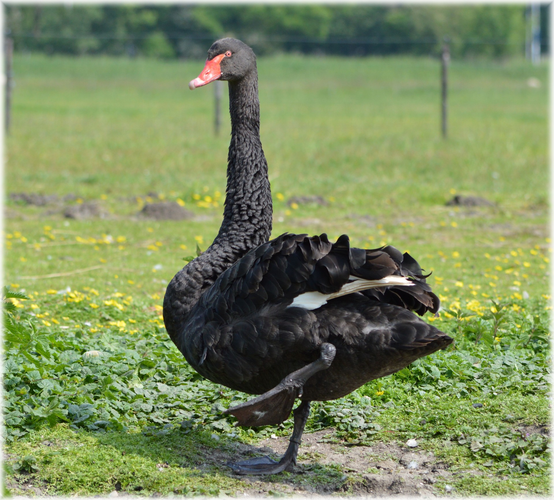 black ballet dance free photo