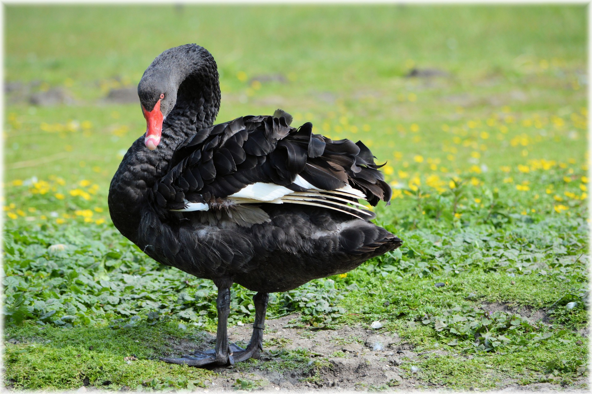 black ballet dance free photo