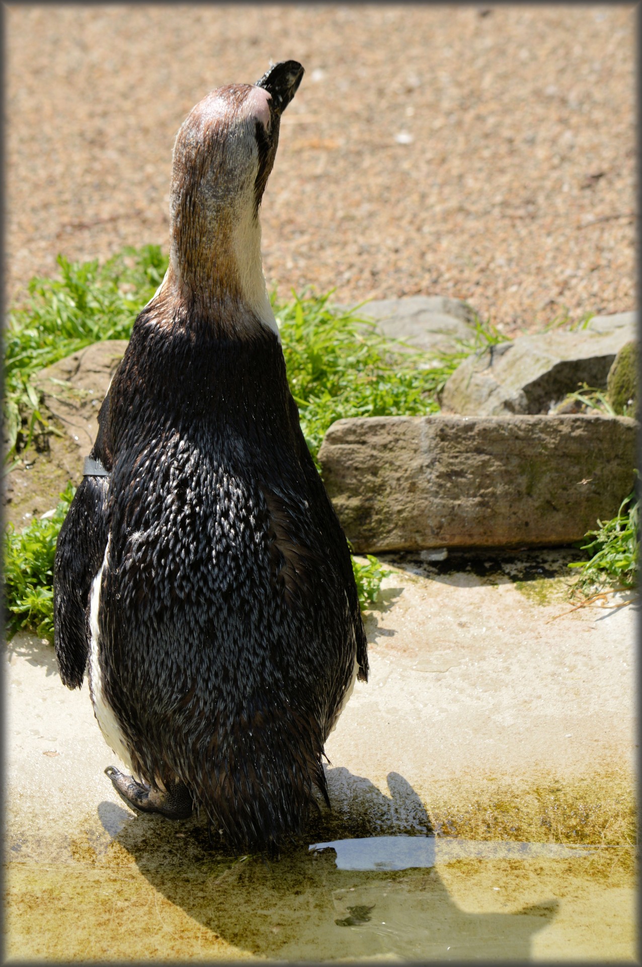 penguin black foot artis free photo