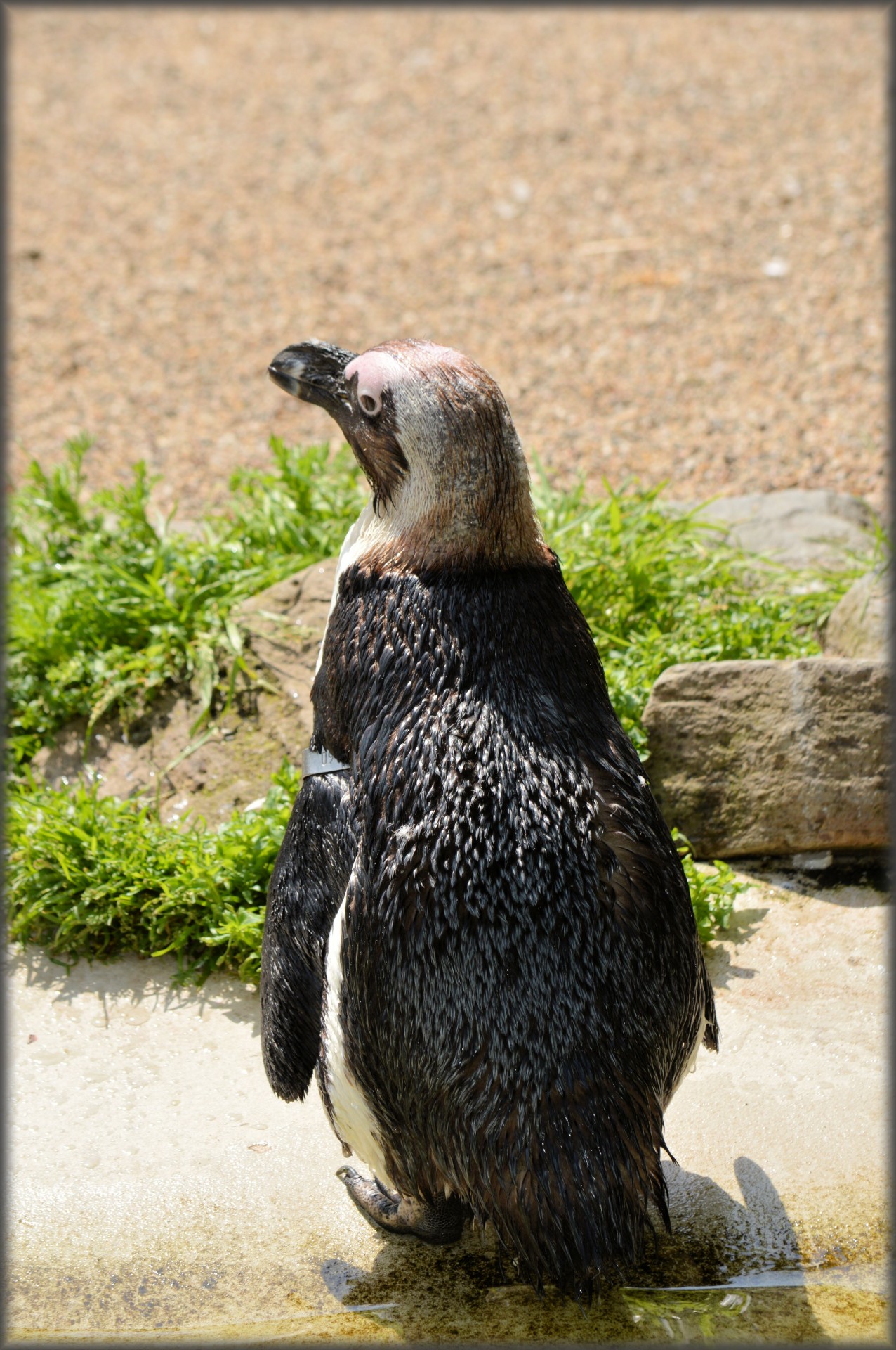 penguin black foot artis free photo