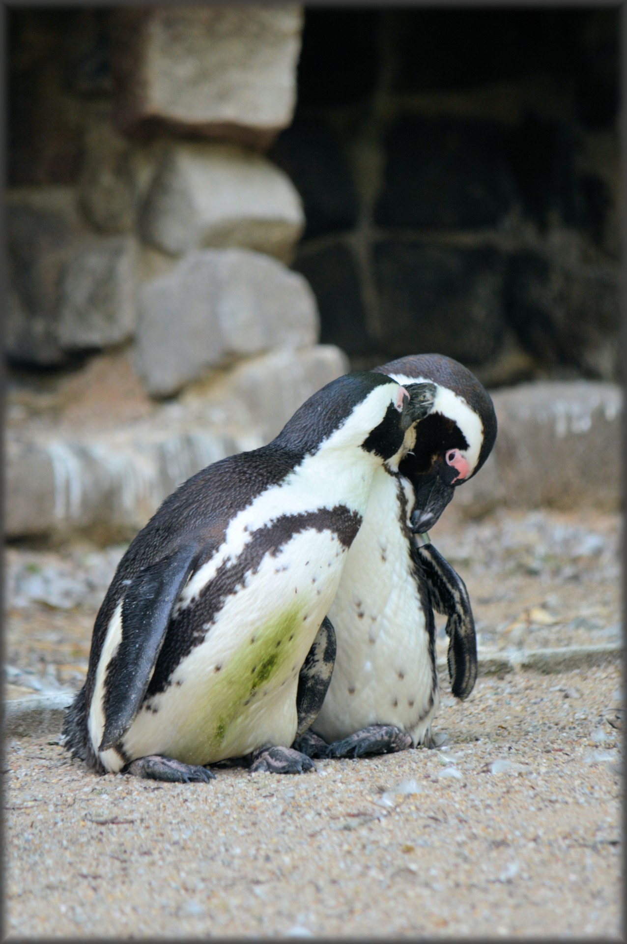 penguin black foot artis free photo