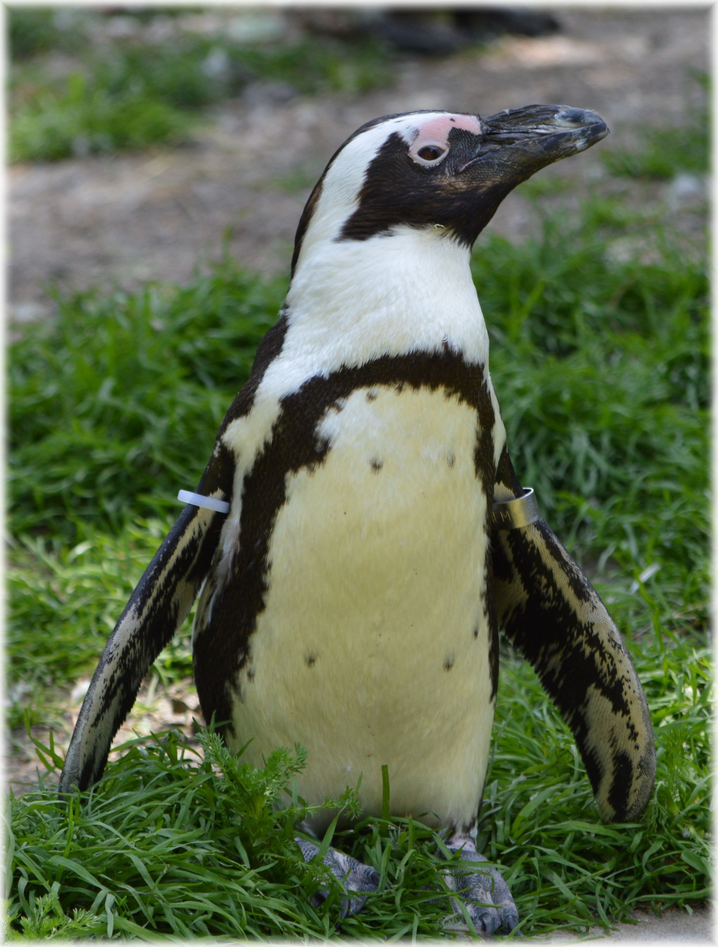 penguin black foot artis free photo