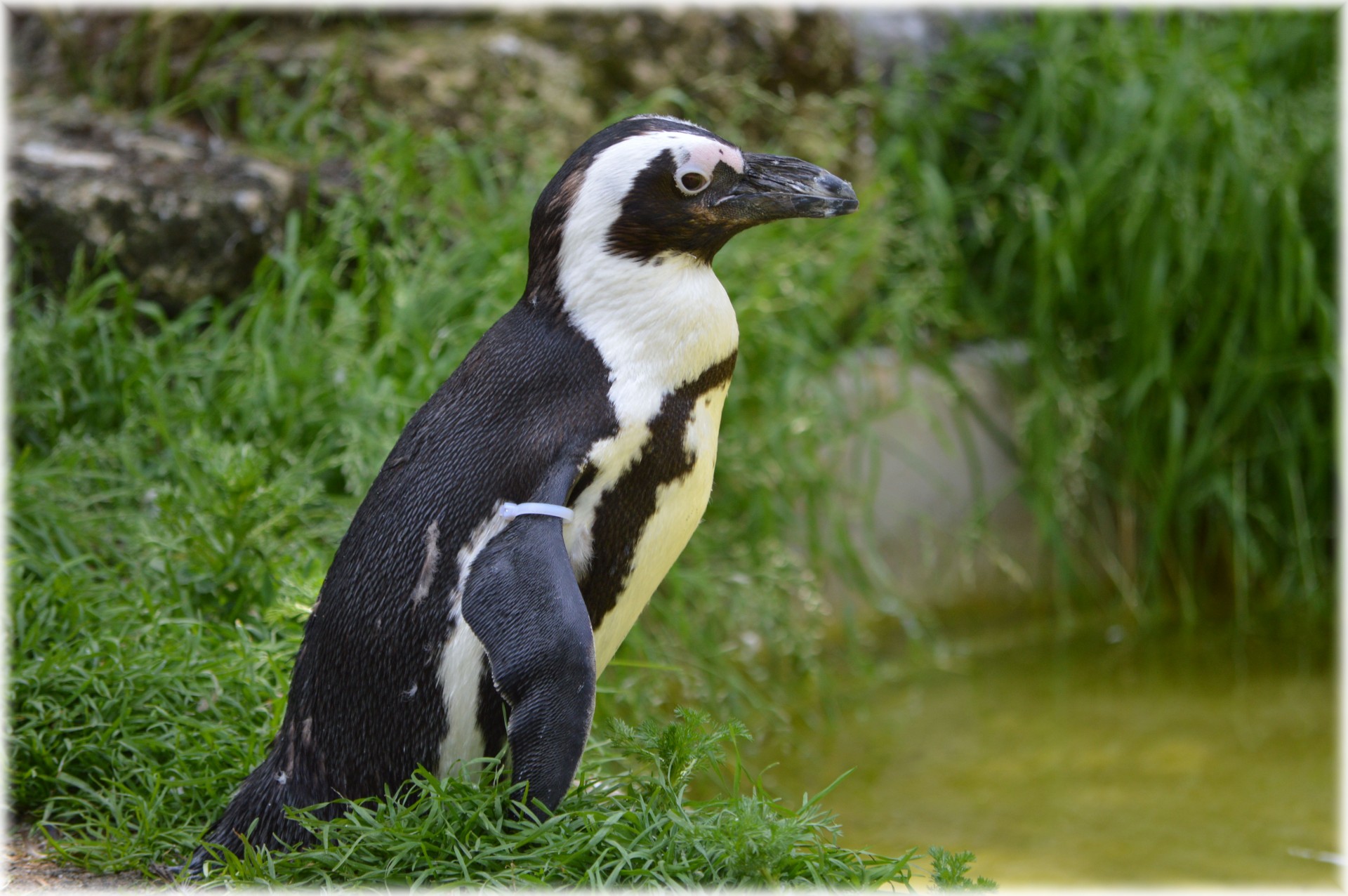 penguin black footed artis free photo