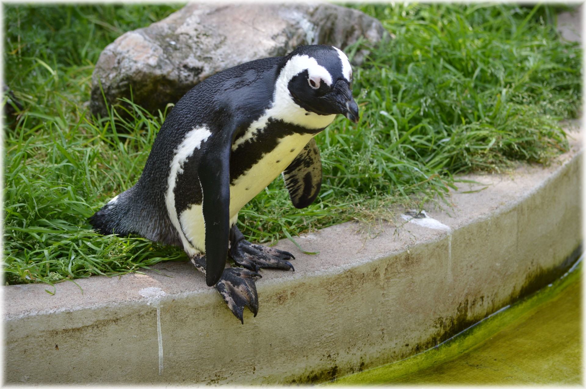 penguin black footed artis free photo