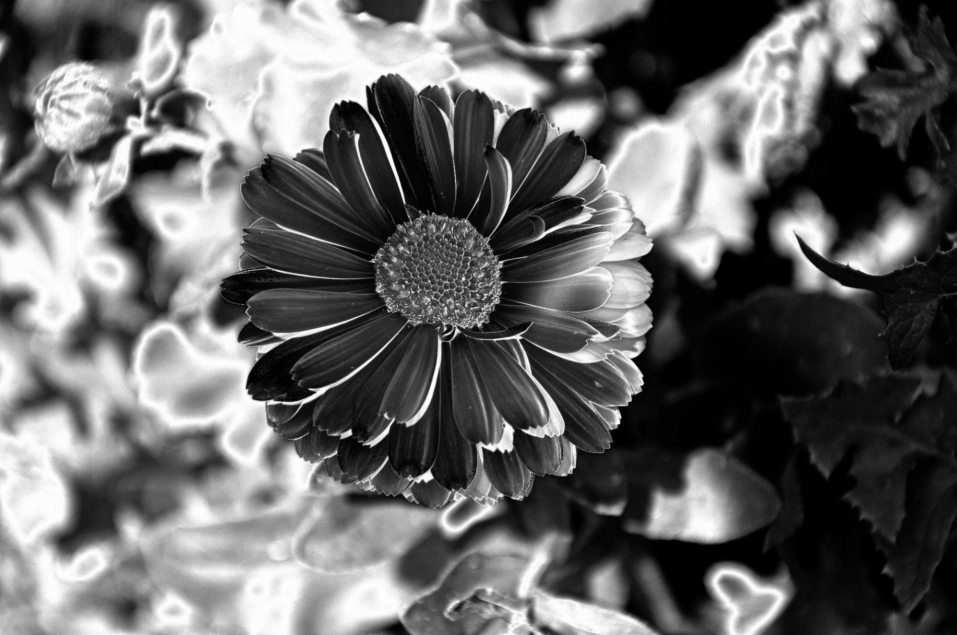 black white flower free photo