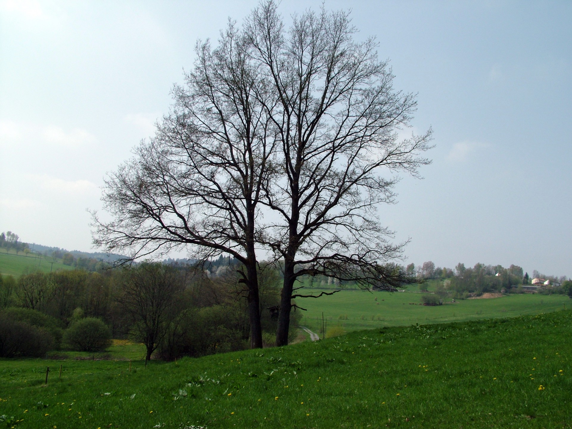 trees leaves landscape free photo