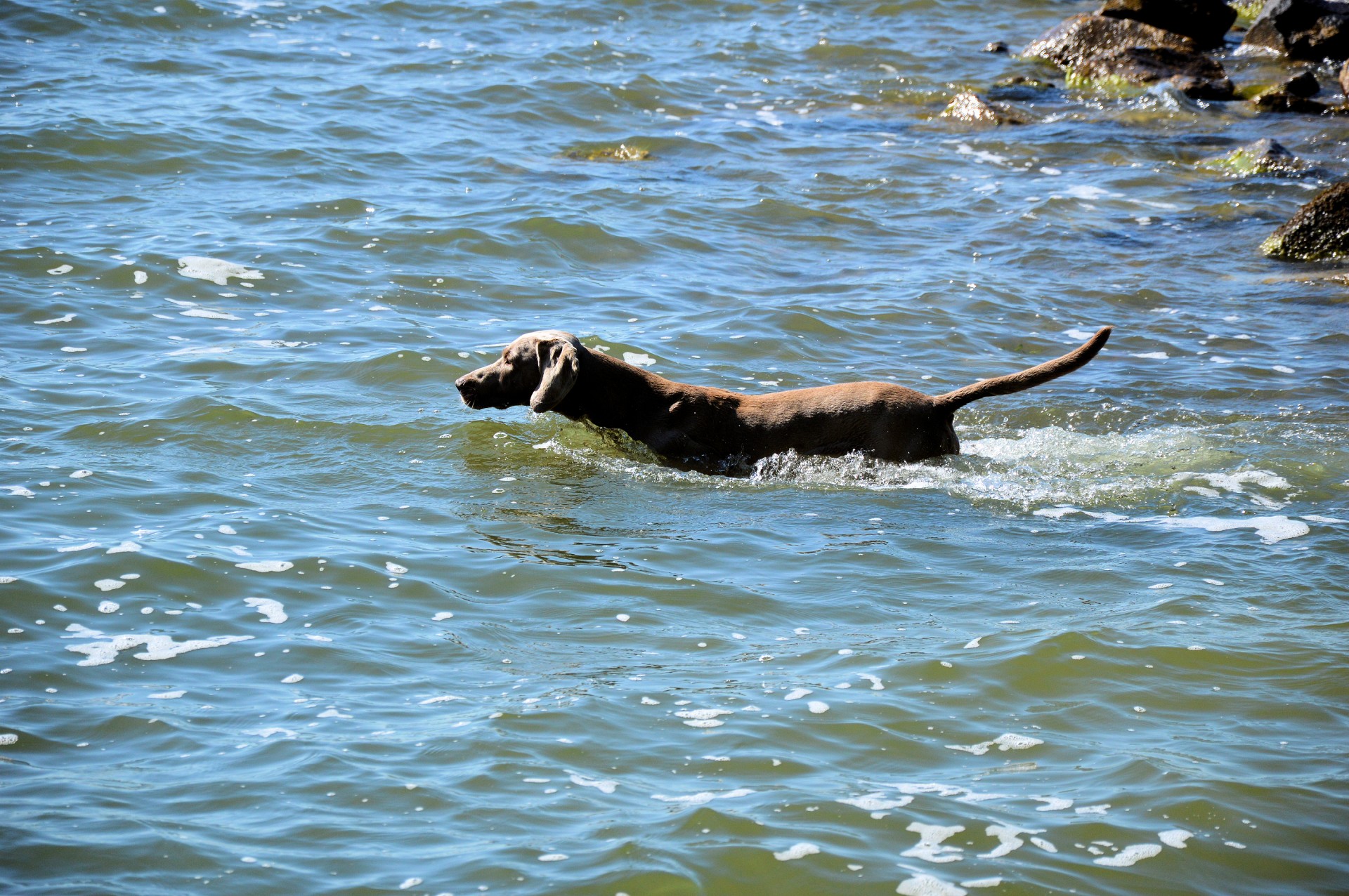 water cooling dog free photo