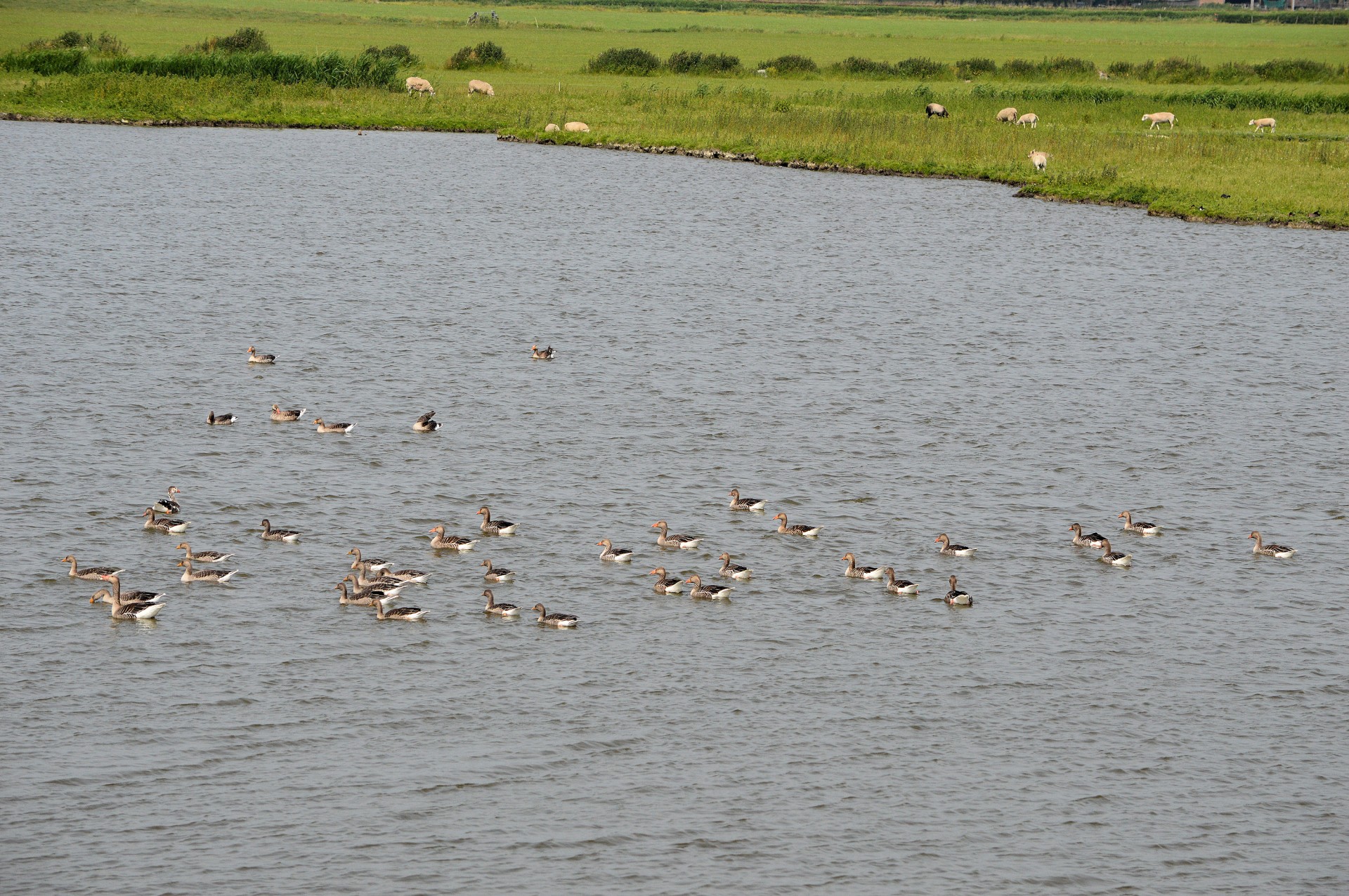 geese waterfowl birds free photo