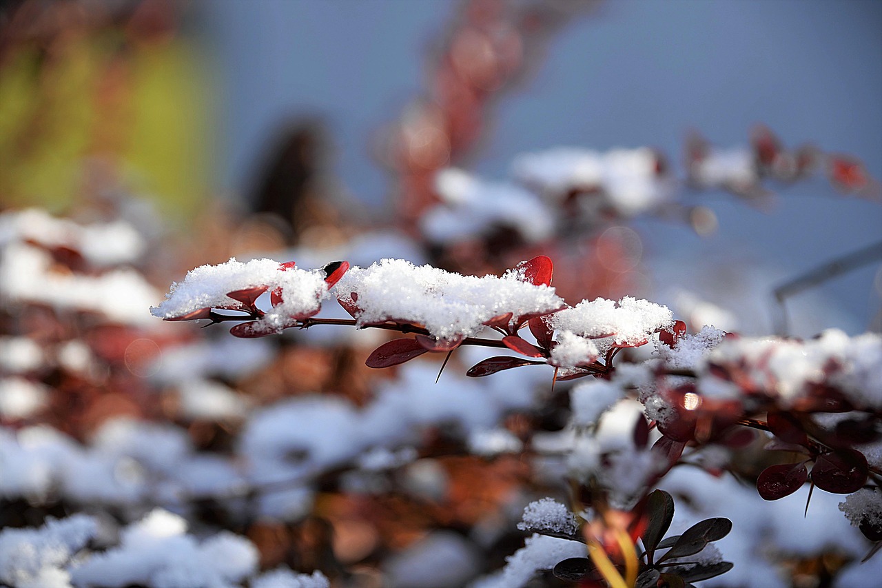 zwergberberitze snow leaves free photo