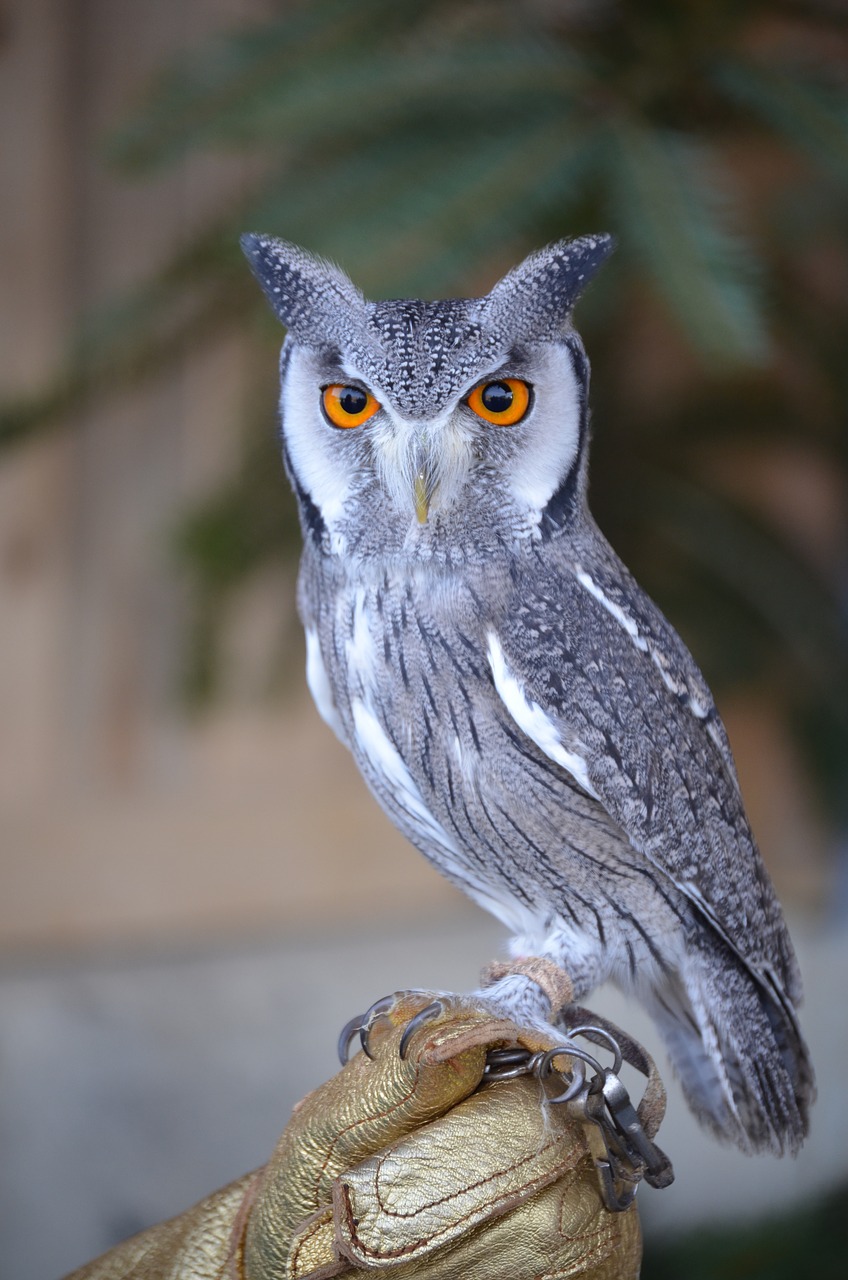 zwerguhu eagle owl owl free photo