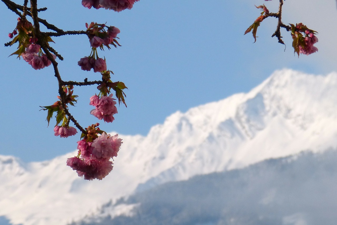 zwölferkogel high tauern ornamental cherry free photo