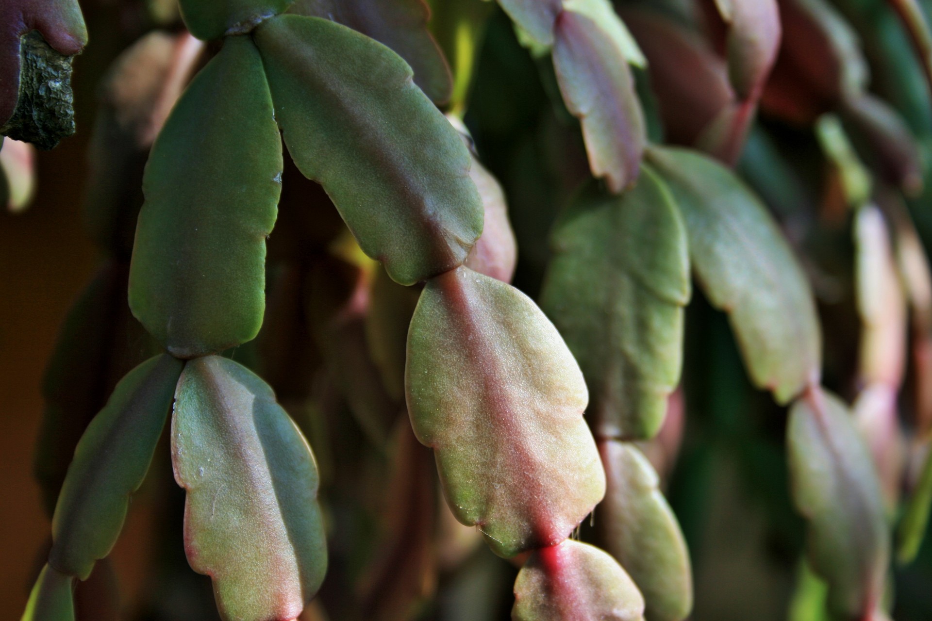 succulent crab claw segmented free photo