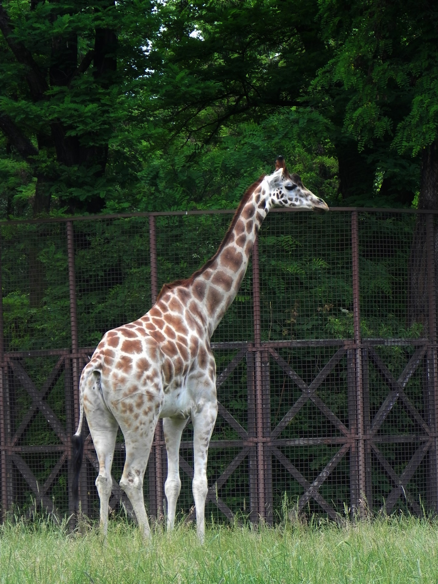 animal giraffe giraffe free photo