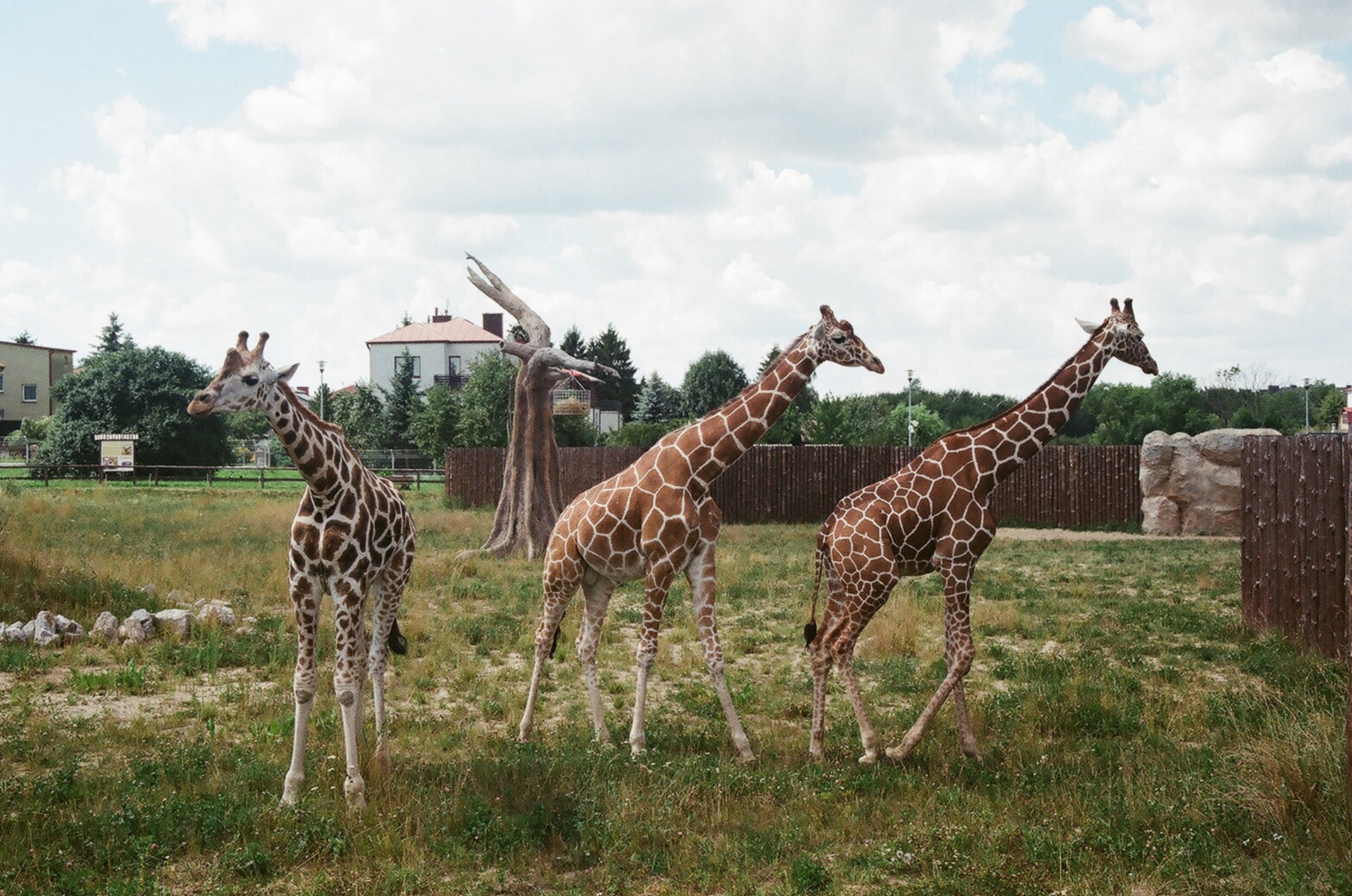 giraffes zoo zamosc free photo