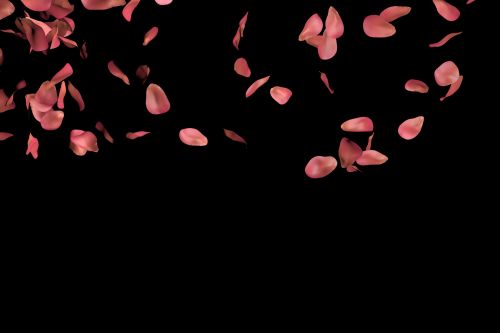 Rose Petals