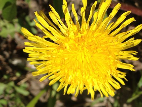 Dandelion