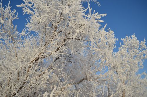 Winter Beauty