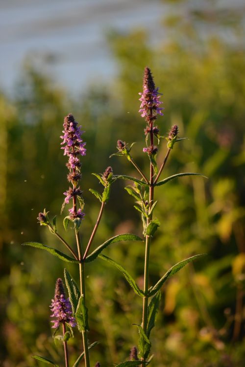 Wildflowers