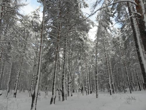 Winter Forest