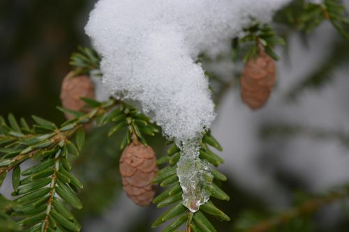 Cones Under Snow