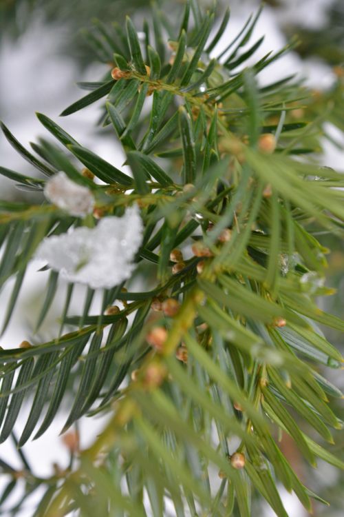 Spruce Branches