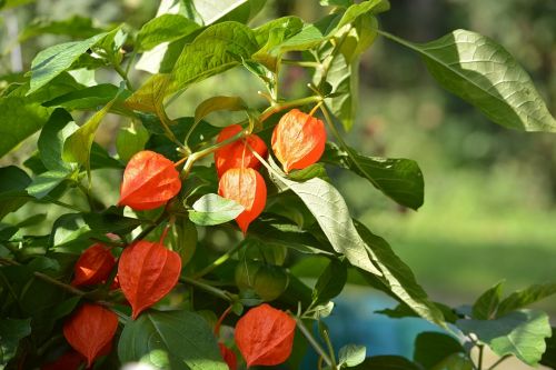 Blossoming Physalis