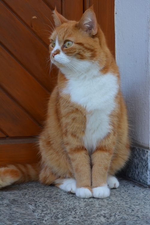 Ginger Cat