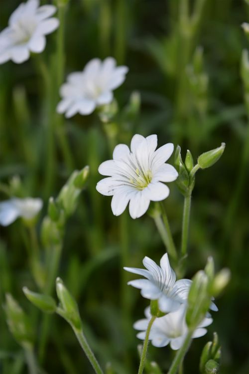 Spring Flowers