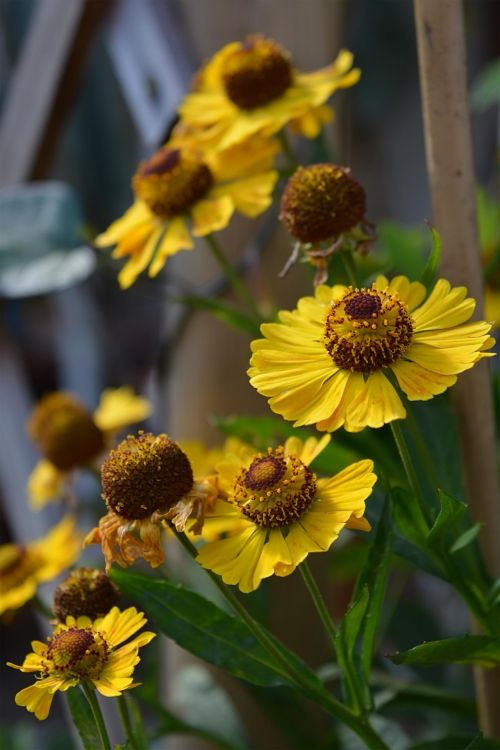 Yellow Flowers