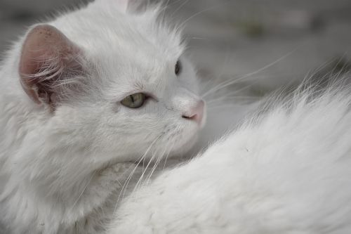 White Cat