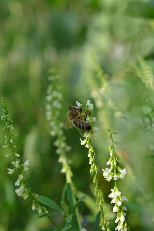 Bee On Flower