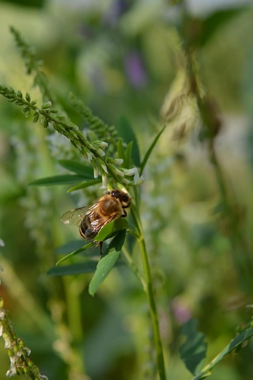 Bee On Flower