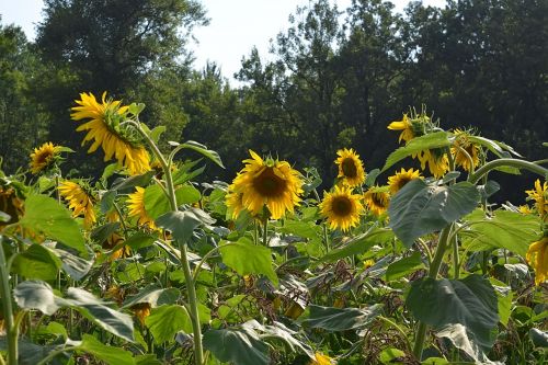 Field Of Sunflowers