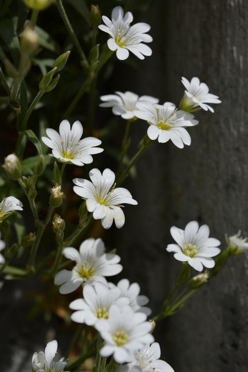 White Flowers