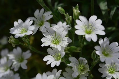 White Flowers