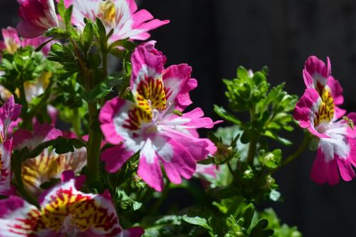 Pink Flowers