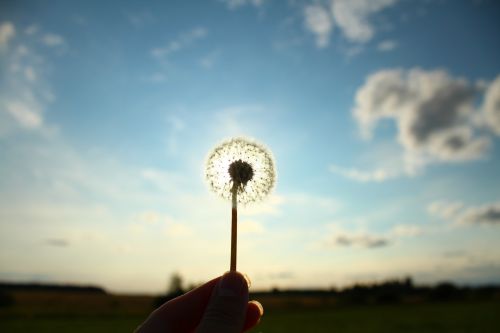 Dandelion Flower Sky Clouds