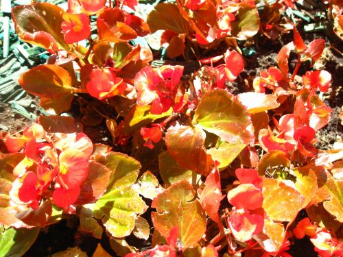 Background Of Begonia Flowers