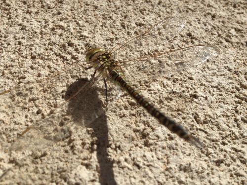 Dragonfly