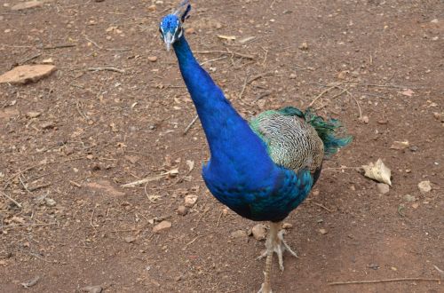 Peacock