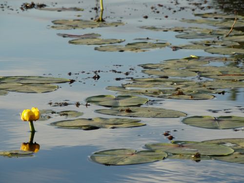 Water Lilies