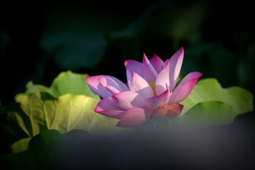 Lotus