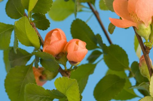 Flower Buds