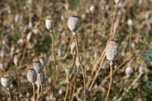 Poppy Heads