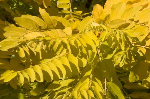 Yellow Leaves