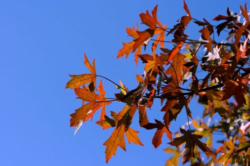 Red Leaves