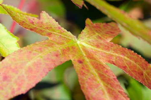 Autumn Leaf