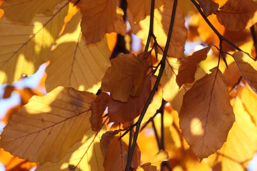 Autumn Yellow Leaves