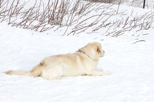 Labrador And Snow