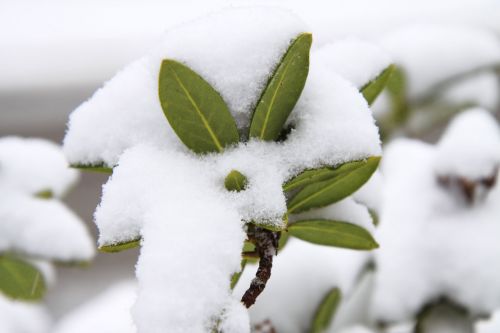 Leaves Covered In Snow